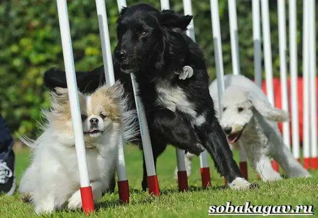 Что такое аджилити? Правила, снаряды и породы собак для аджилити