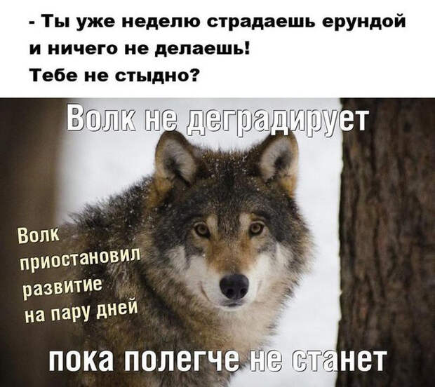 Мем с волком Мем с волком