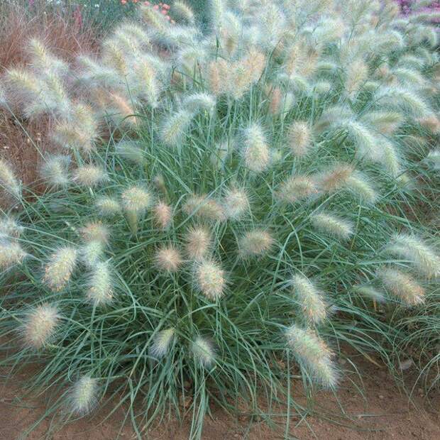 Пеннисетум мохнатый ( Pennisetum villosum ) волосатость, интересное, красота, природа, растения, флора