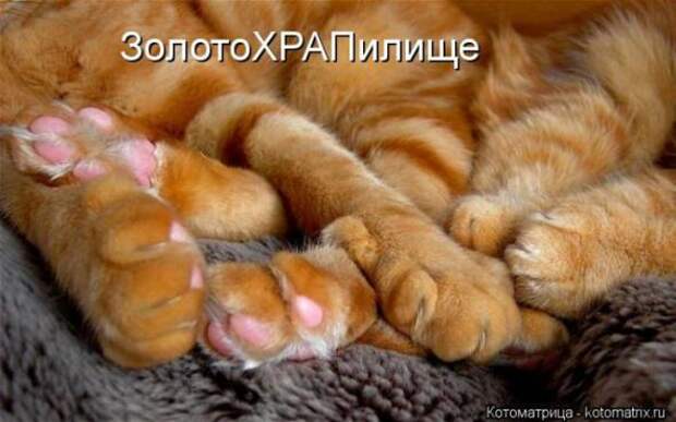 Котоматрицы(картинки с надписями)