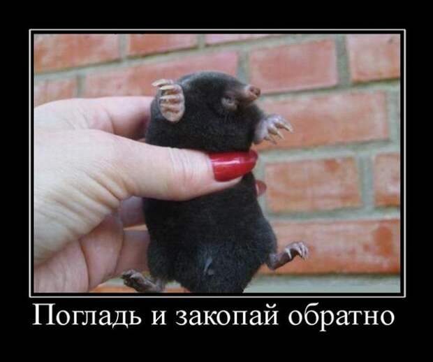 Пятничная подборка демотиваторов  демотиватор, юмор