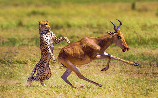 Антилопа пытается убежать от гепарда