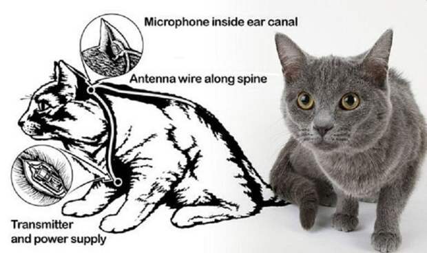 Кот-шпион
