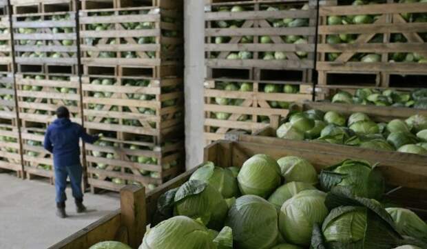 Капуста, картофель и морковь подешевели в столице с начала осени