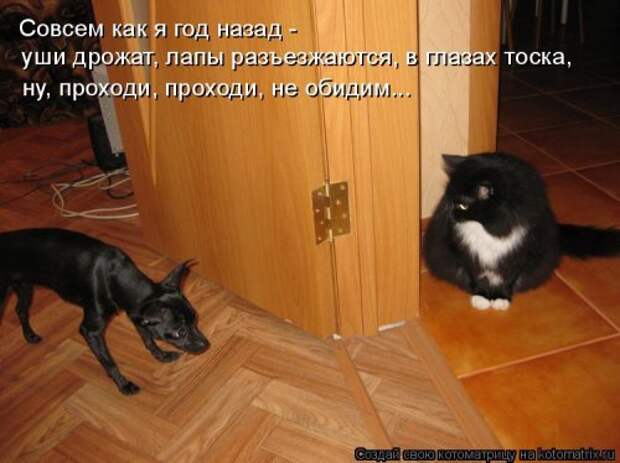 Свежая котоматрица (37 фото)