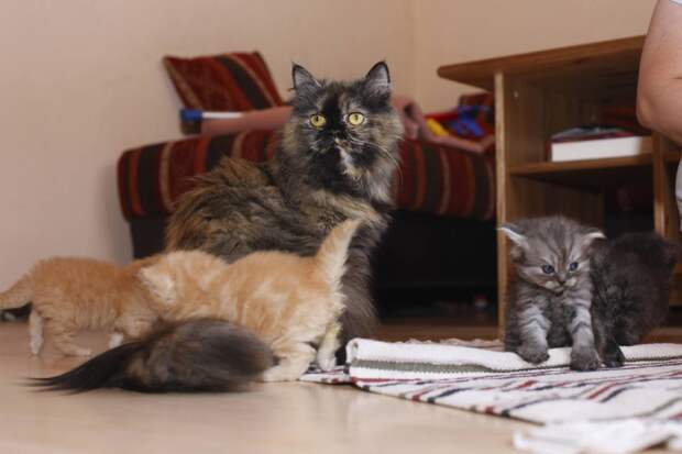 Жительнице Краснодара вернут полсотни кошек, обнаруженных запертыми в квартире