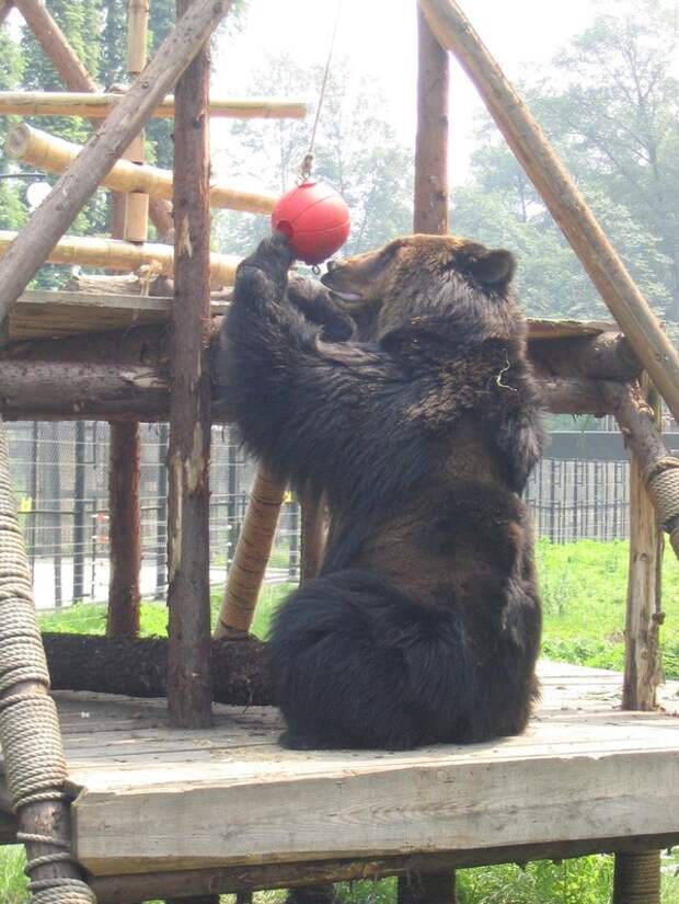 Преображение медведя Цезаря, спасённого из китайской фермы по производству желчи