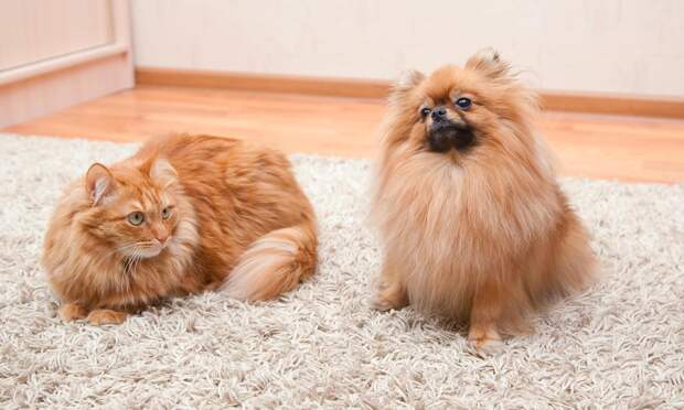 Вариант нормы или начало болезни? Почему у собаки или кошки течет из носа