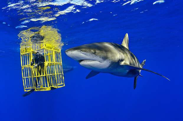 6. Длиннокрылая акула и биолог Уэс Прэтт, Багамские острова кадр, под водой, рыба