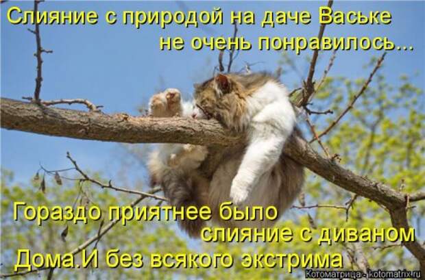 Новая котоматрица для хорошего настроения (28 фото)
