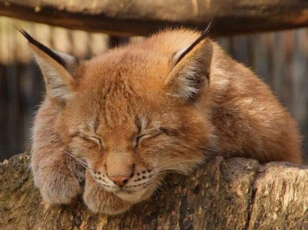 1356631529_funny_animals_02051_006 (700x524, 78Kb)