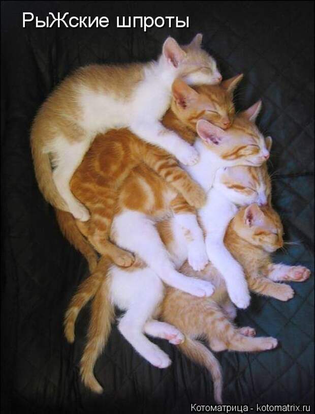 Котоматрица: РыЖские шпроты