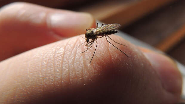 Врач Быков: комары кусают людей чаще животных из-за запаха кожи