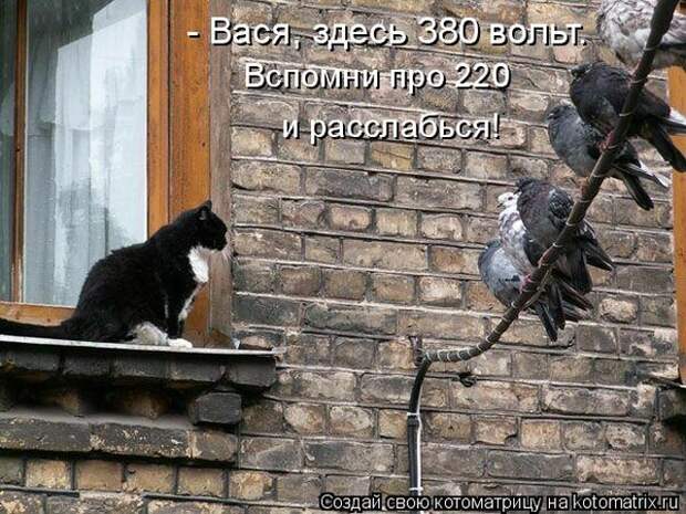 Лучшие котоматрицы недели (50 фото)