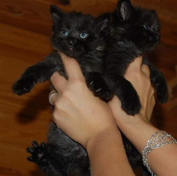 Фото Возьми из приюта, не покупай / Adopt, don't buy.