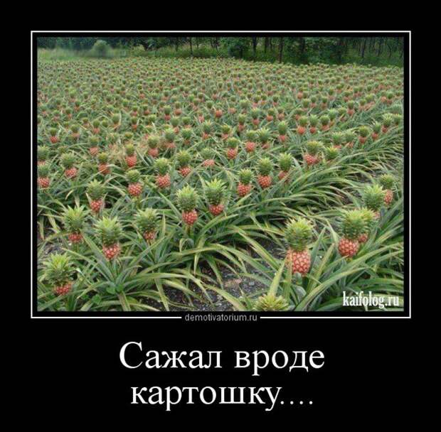 Демотиваторы - 260 (45 демок)