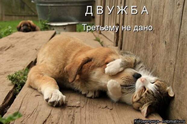 Свежая котоматрица (36 фото)