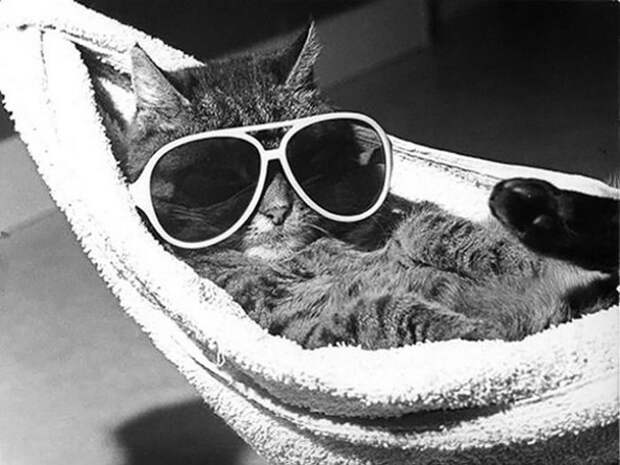 Коты, которые постигли искусство полного расслабления животные, кот, расслабон