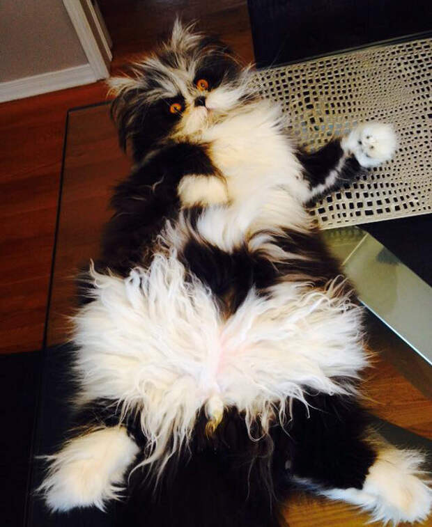 кот со страшным взглядом 