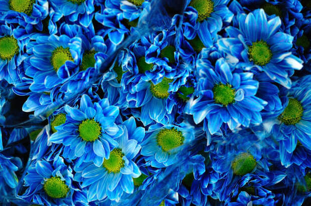 синие хризантемы