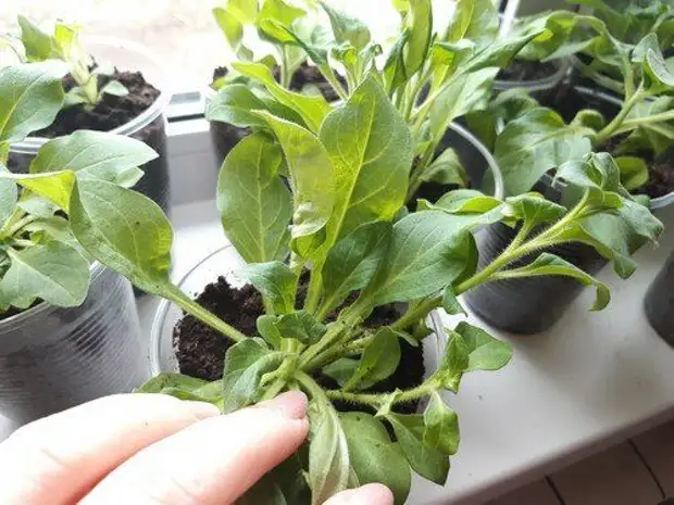 "Первая прищипка": как правильно начинать формировать ампельную и кустовую петунию, чтобы куст был пышным и красивым