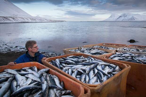 МИД Норвегии возмущен продлением Россией продуктового эмбарго на рыбу и морепродукты МИД Норвегии возмущен продлением Россией продуктового эмбарго на рыбу и морепродукты