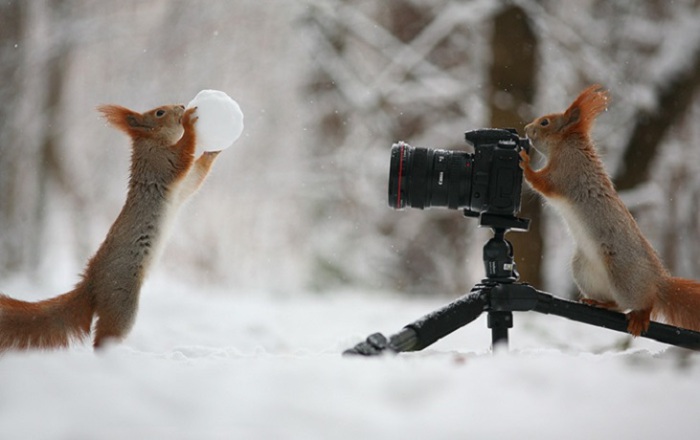 Фотосессия играющихся бельчат. Фотограф Вадим Трунов (Vadim Trunov). Терпение, шишки и орешки помогли ему привлечь к съёмке таких очаровательных моделей.