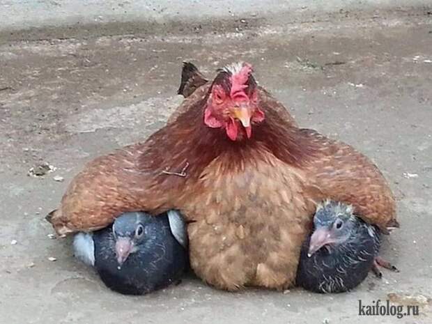 Прикольная подборка фотогорафий (8 - 14 февраля 2016)