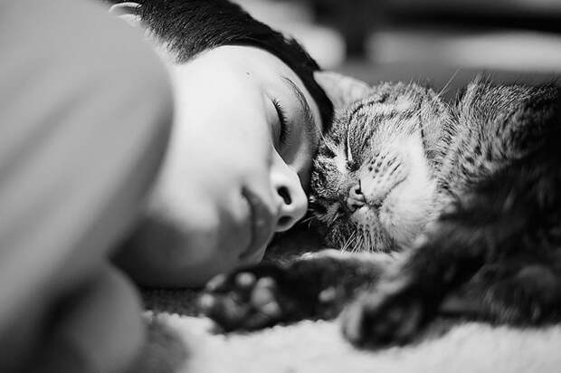 черно белые фотографии кошек (24)