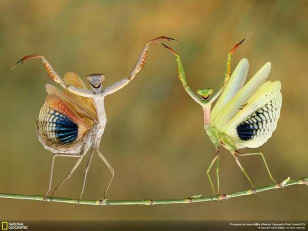Лучшие фотографии National Geographic ноября 2014 (10 фото)