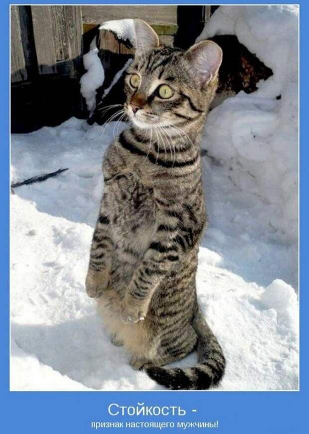 Мотиваторы 