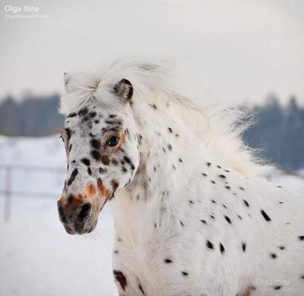 Красота лошади в фотографиях Olga Itina (31 фото)