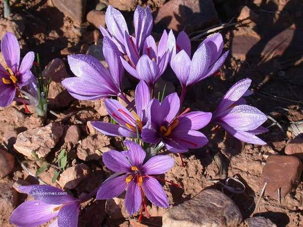 Saffron-1