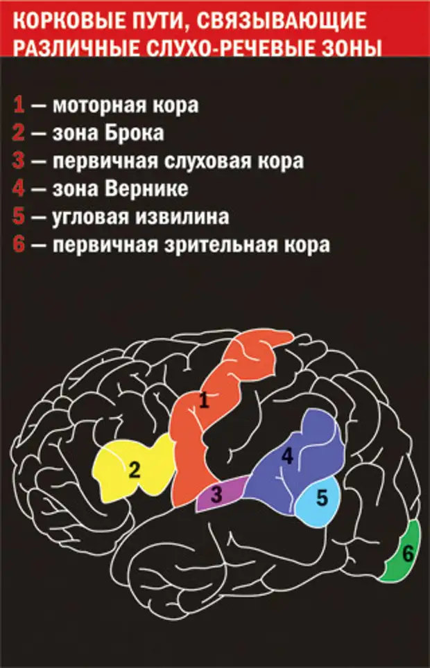 Жизнь мозга читать. Чтение книг мозг. Чтение книг развивает мозг. Влияние чтения на мозг человека. Чтение для развития мозгов.