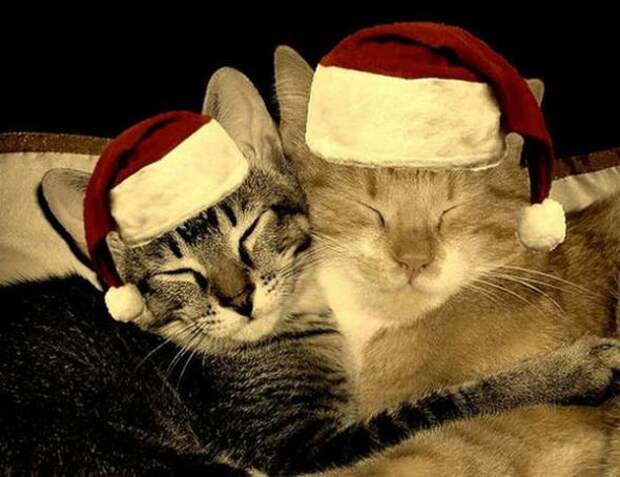 Коты на Новый год