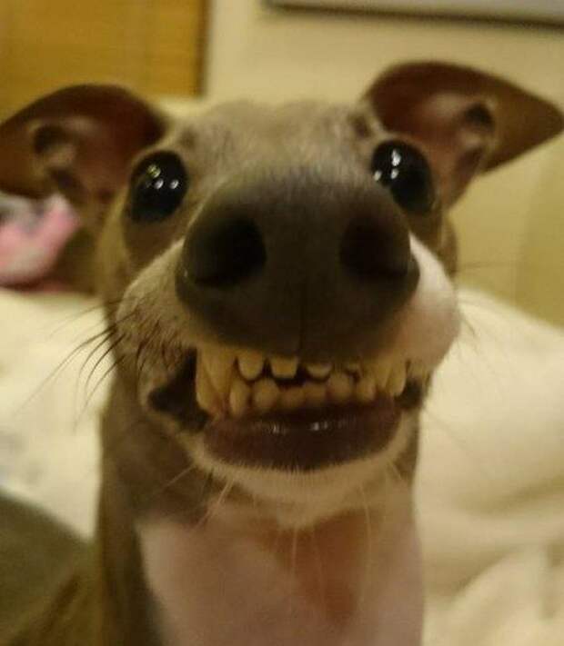 Забавные фотоприколы