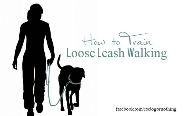 Does your dog pull on the leash? Here are some tips to train loose leash walking.