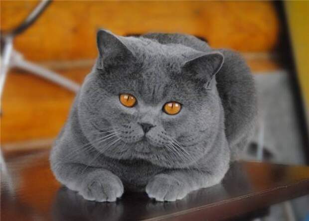Картинки по запросу британский плюшевый кот фото