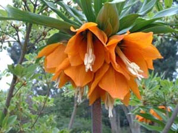 fritillaria-imperialis (300x225, 14Kb)