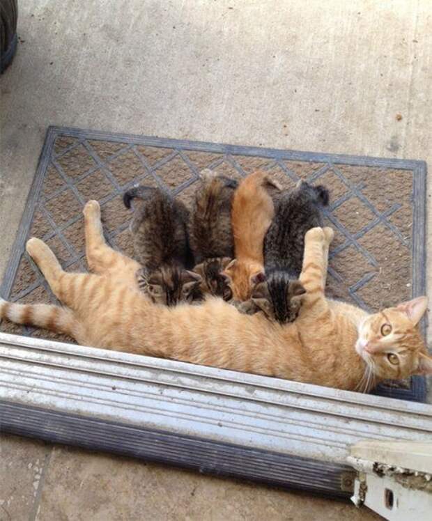 Гордые мамочки очаровательных котят