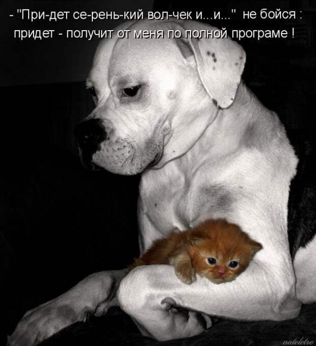 животные
