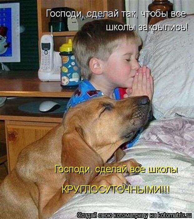 Лучшие котоматрицы недели (50 фото)