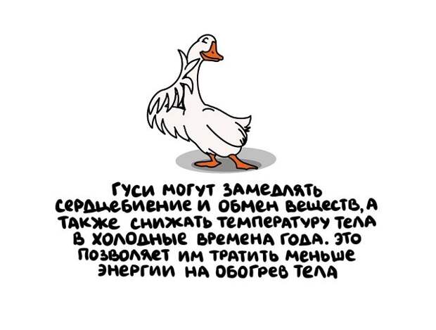 Интересные и короткие факты на все случаи жизни