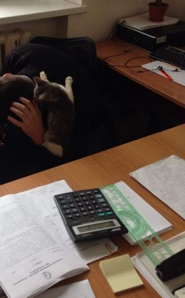 Неожиданный гость Неожиданный гость гость, котенок