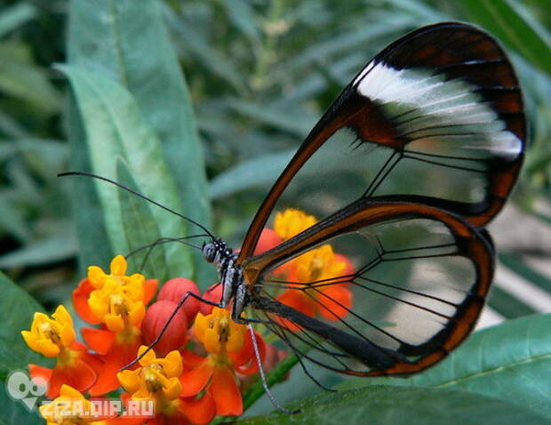 Грета Ото - стеклянная бабочка (15 фото)