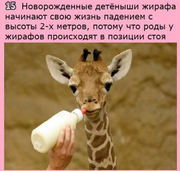 Интересные факты на разные темы (20 фото) Интересные факты на разные темы (20 фото)