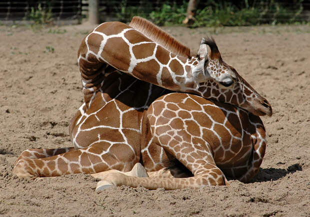 sleeping-giraffes-7__880
