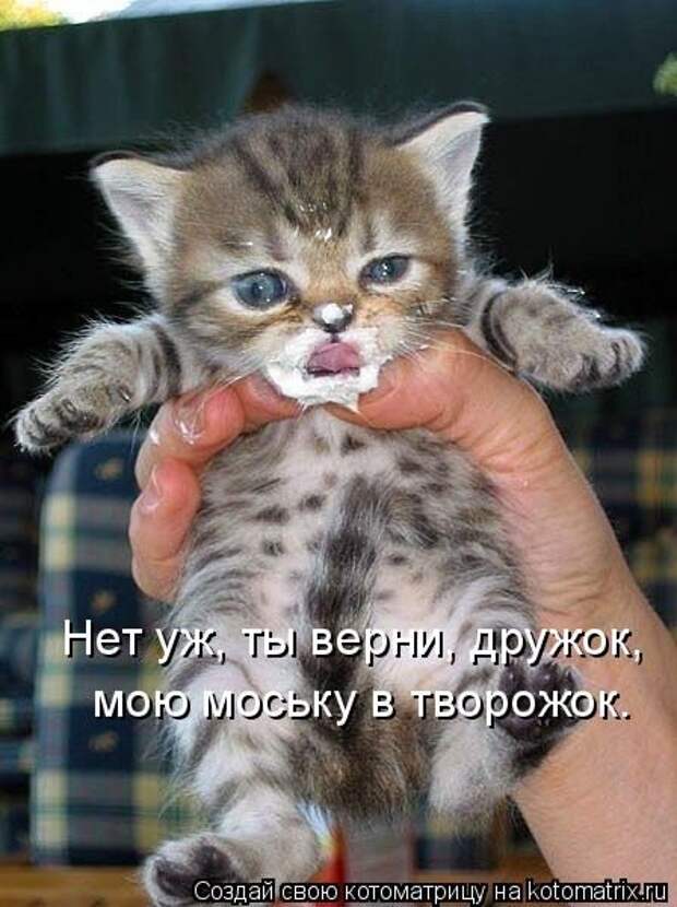 Новая котоматрица на Бугаге (30 фото)