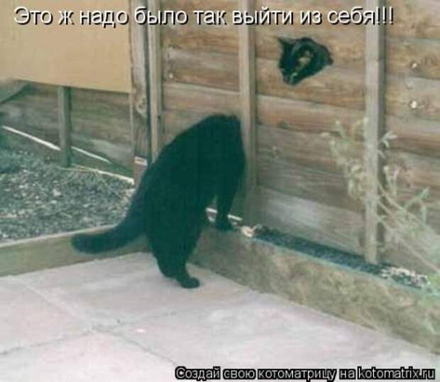 Новая котоматрица (36 фото)
