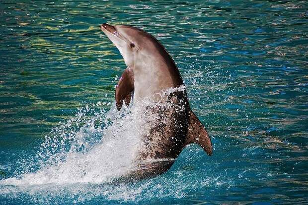 dolphins05 dolphins05 Самые удивительные факты о дельфинах
